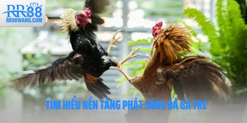 Tìm hiểu nền tảng phát sóng đá gà tre RR88 Tìm hiểu nền tảng phát sóng đá gà tre RR88